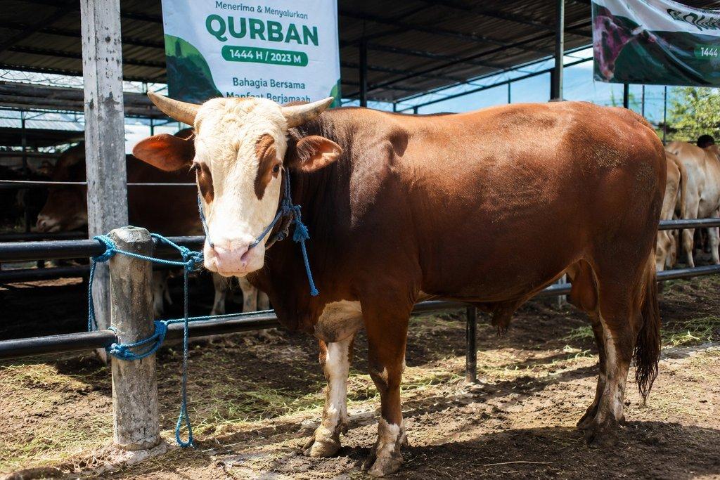 Ilustrasi Simpanan Qurban
